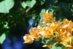 bouganville